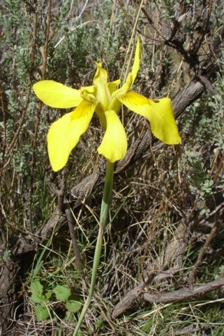 Moraea huttonii floral spathes